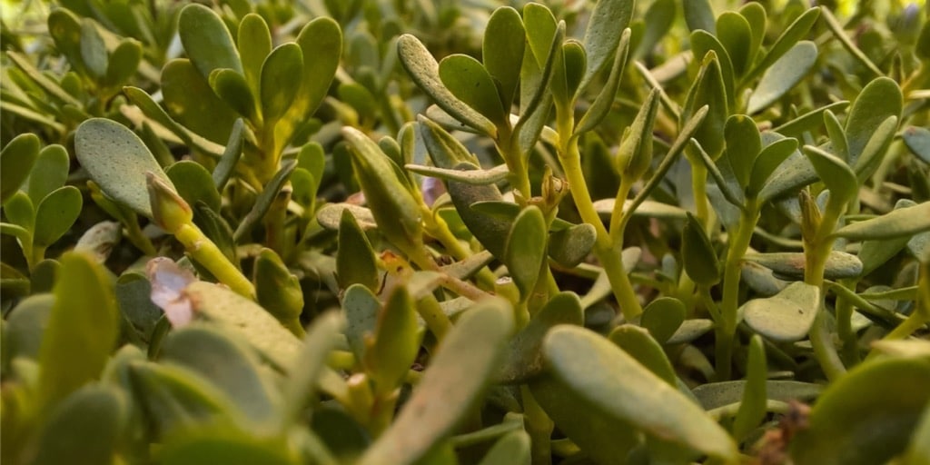 Bacopa monnieri