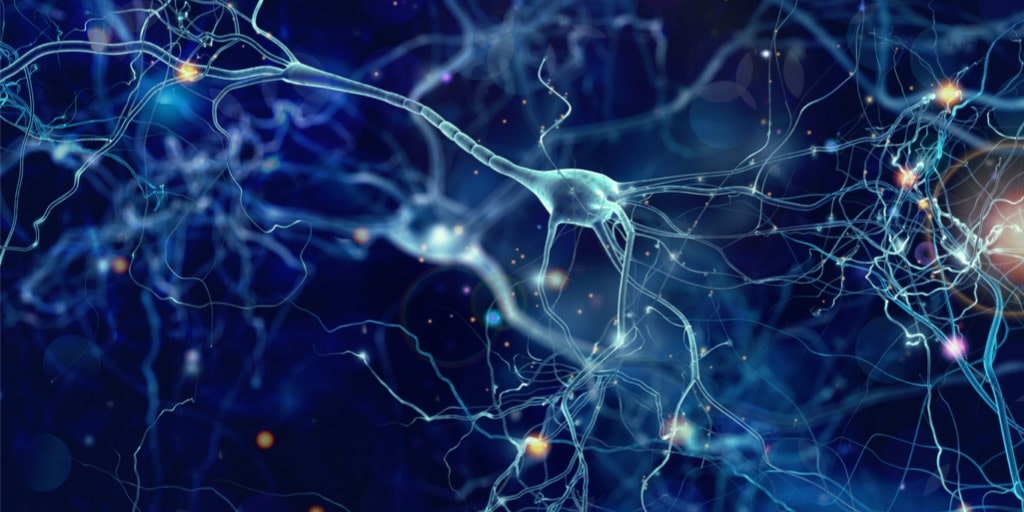 Nevroner danner 100 000 milliarder forbindelser eller synapser med hverandre.